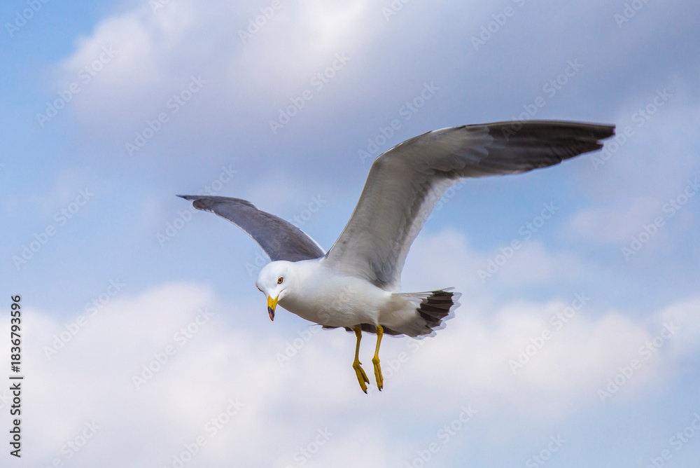 Fototapeta premium Seagulls Over Dalian Xinghai Square Scenic Coastal View