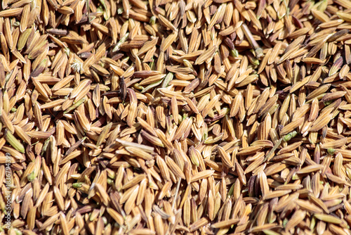Full-frame close-up texture of freshly harvested, unhulled golden-brown paddy rice grains drying in the sunlight.