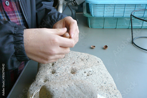 多孔石と磨石／子供が木の実の殻をむいて窪みにセットする様子【縄文時代・弥生時代】