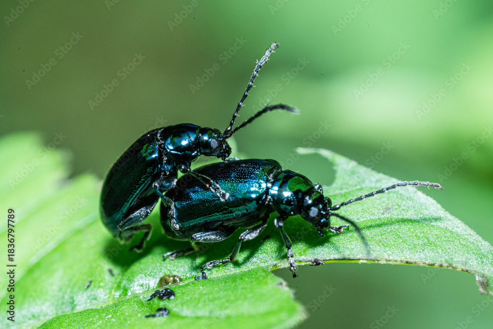 Naklejka premium A pair of alder leaf beetles mating. Agelastica alni