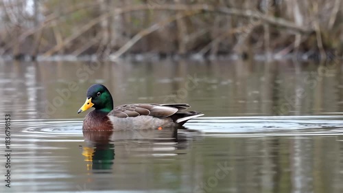 Swimming footage of wild ducks on the water surface