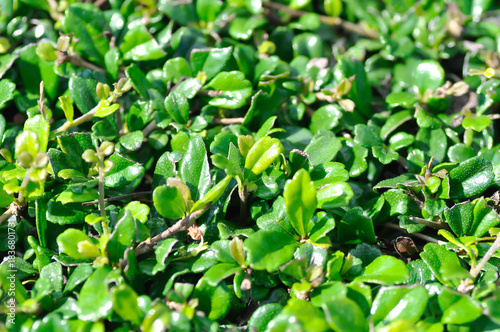 Wallpaper Mural Carmona retusa Vahl Masam or BORAGINACEAE , Carmona retusa or leaves background Torontodigital.ca