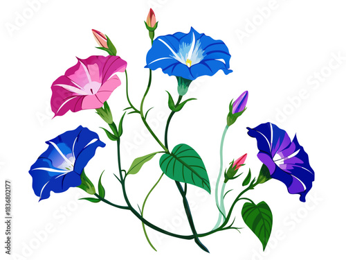 Vibrant morning glory flowers in pink and blue hues