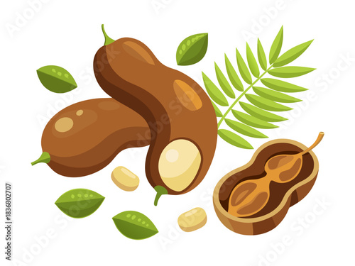 Illustration of tamarind fruit and its components