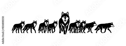Pack of wolves in black and white