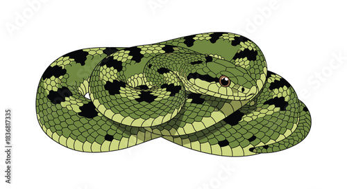 Illustration of a coiled green snake with black spots, a realistic depiction of a non-venomous reptile found in nature.