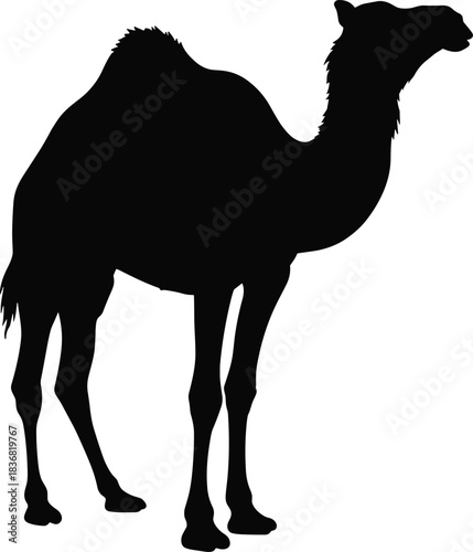 Standing Camel Silhouette – One-Hump Dromedary Camel Vector Illustration in Solid Black Isolated on Transparent Background