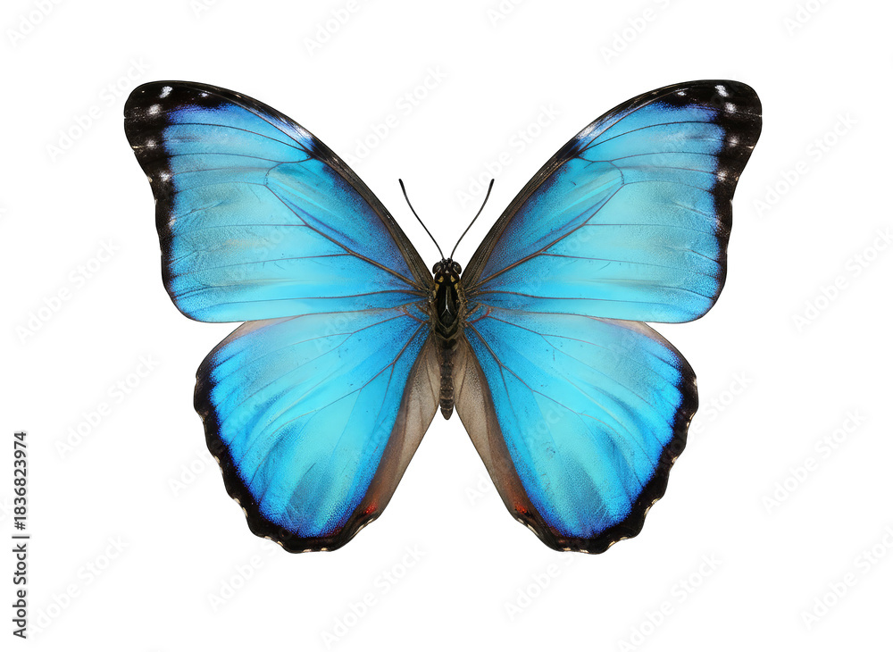 Obraz premium Vibrant Blue Butterfly With Intricate Wing Patterns And Detailed Texture Isolated On Black Background