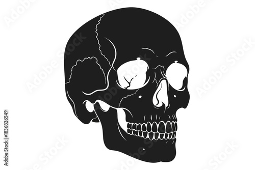 Vector Illustration of Human Skull