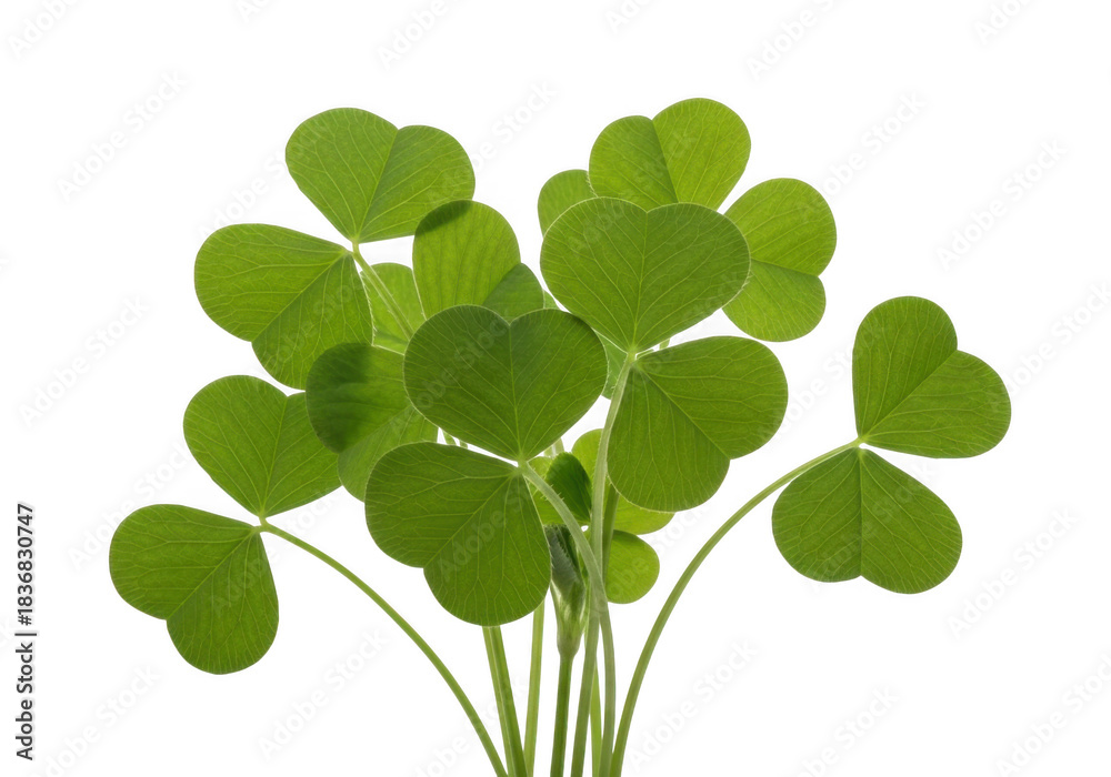 Fototapeta premium Vibrant green three-leaf clover cluster isolated on transparent background