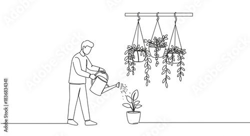 Line drawing of a man watering a potted plant indoors with hanging plants overhead on a transparent background