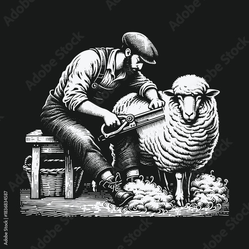 Vintage black and white illustration of a farmer shearing a sheep by hand.