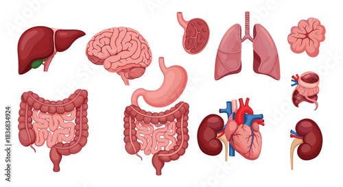 Collection of detailed anatomical illustrations of human internal organs like the heart, lungs, brain, liver, stomach, and kidneys.