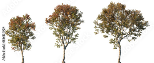 Tableau sur toile Set of autumn Morus alba (known as white mulberry, common mulberry and silkworm