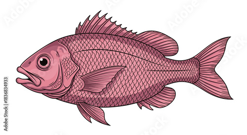 Highly detailed vintage-style or woodcut illustration of a red snapper or similar pink fish with prominent scales, fins, and an open mouth.