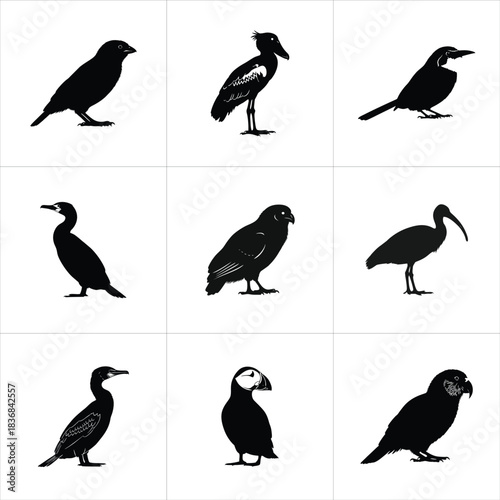 Collection of various bird silhouettes isolated on white background