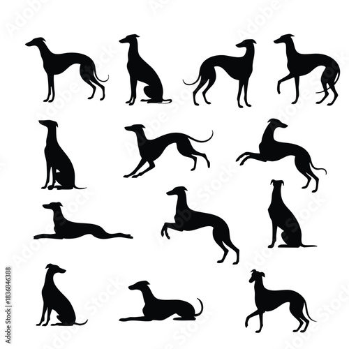 Greyhound Dog Silhouettes Set, Collection of Greyhound Poses Vector, Sleek Sighthound Silhouette Pack, Italian Greyhound or Whippet Black Icons, silhouette, vector, illustration.