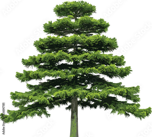 Detailed evergreen pine tree vector illustration featuring lush green branches, natural forest element design, realistic botanical artwork for landscaping projects