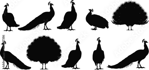 Elegant peacock silhouette collection showcasing various standing and tail-display poses, perfect for wildlife illustration, decorative vector artwork, nature graphics, and creative design projects