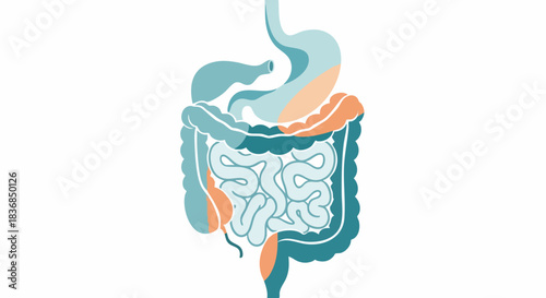 Illustration of the human large intestine and internal organs in shades of blue and orange on a white background.