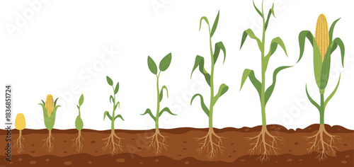 Corn plant growth stages from seed to mature stalk with roots maize