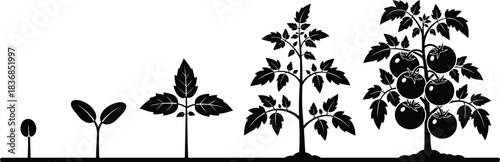Tomato plant growth stages illustration showing seedling to mature fruiting plant, botanical development silhouette vector for farming, gardening, agriculture education and nature graphics