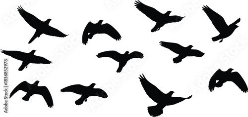 Bird, flying, posture, silhouette, gesture, wing, motion, orientation, flight, dynamic, setup, nature, sky, vector, black, pose, flavector, anatomy, aerial, formation, species