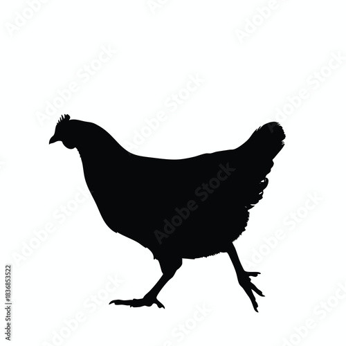 Silhouette of a Chicken Walking