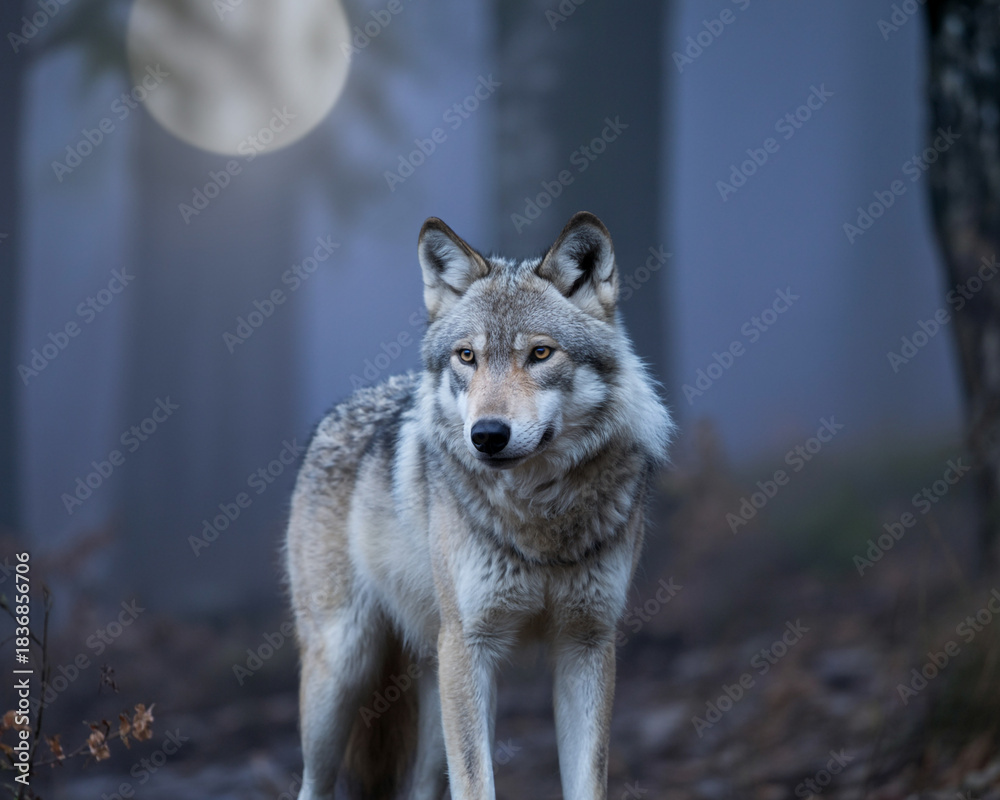 Fototapeta premium A lone wolf stands in a misty forest under a full moon animal wildlife