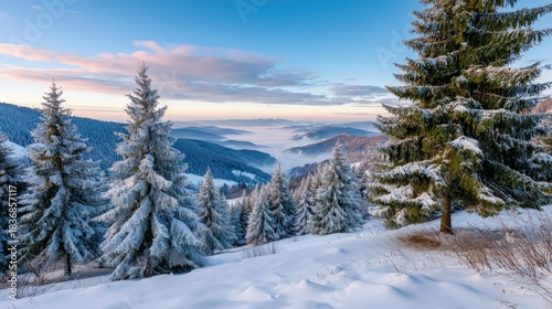 Winter in mountain forest during sunset. Golden hour in dreamlike landscape with snow covered spruce trees and mist in valley. Natural background