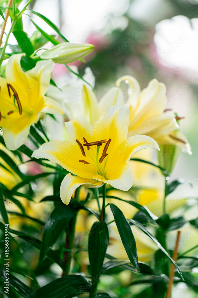Obraz premium Bright Yellow Lily with Water Drops and Detailed Stamen