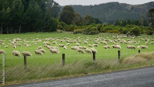 Flock of healthy sheep grazing