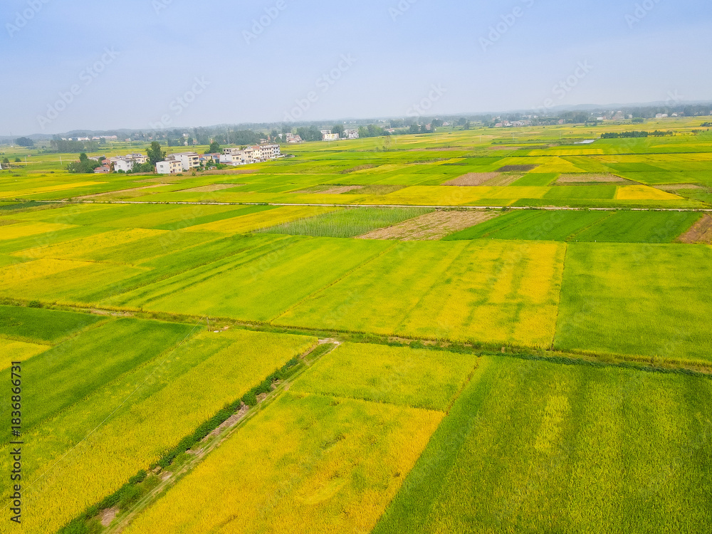 Fototapeta premium Aerial Rice Fields with Farmhouse - Green and Yellow Growing Crops