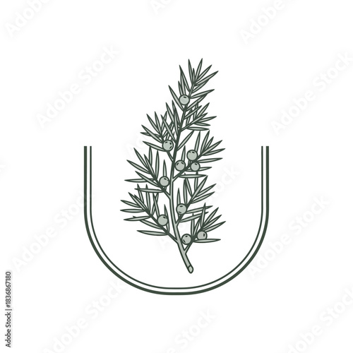 A sprig of rosemary nestled within a minimalist U-shaped design element on a pristine white background
