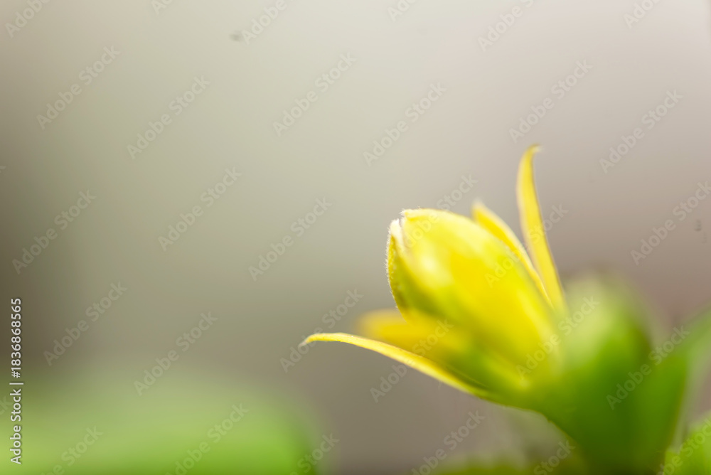 Obraz premium Close-up of flower bud on isolated background