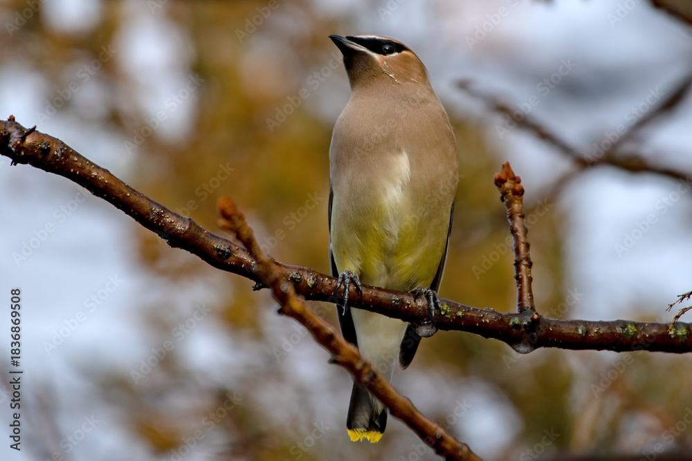 Naklejka premium Cedar Waxwing in Boise, Idaho