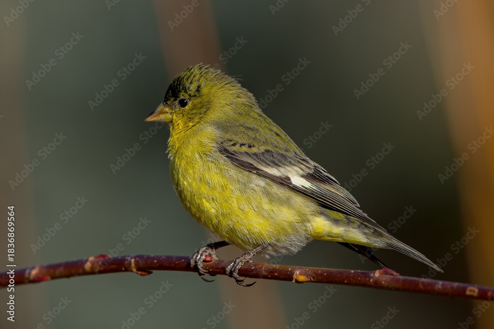 Obraz premium Lesser Goldfindh in Boise Idaho