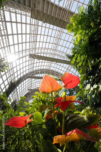 Blooming of flamingo flowers and other tropical plants in a glasshouse.