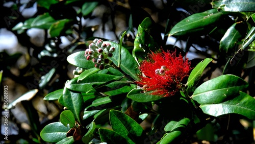 Single red pohutukawa flower on New Zealand Christmas Tree with green leaves in NZ Aotearoa