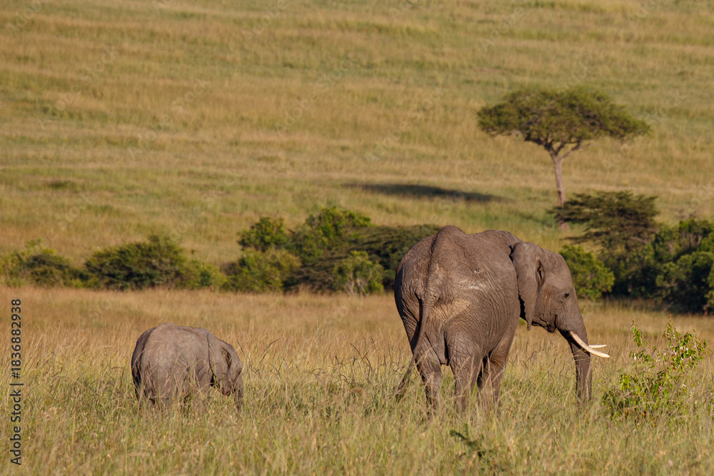 Obraz premium Gran fauna africana en Kenia: Elefantes en la sabana