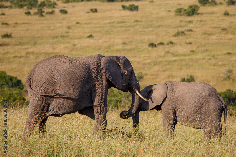 Fototapeta premium Gran fauna africana en Kenia: Elefantes en la sabana