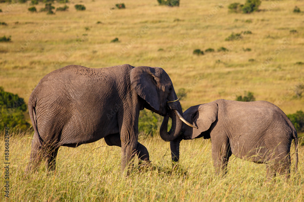 Fototapeta premium Gran fauna africana en Kenia: Elefantes en la sabana