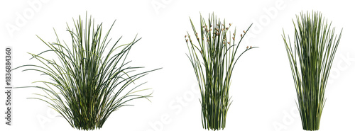 Set of Juncus effusus (common names common rush or soft rush) isolated png on a transparent background perfectly cutout high resolution