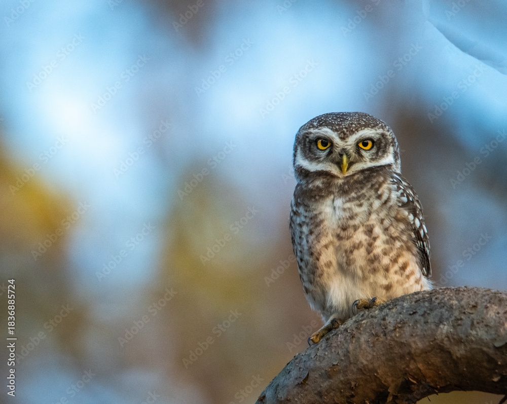 Fototapeta premium great horned owl Gir Forest