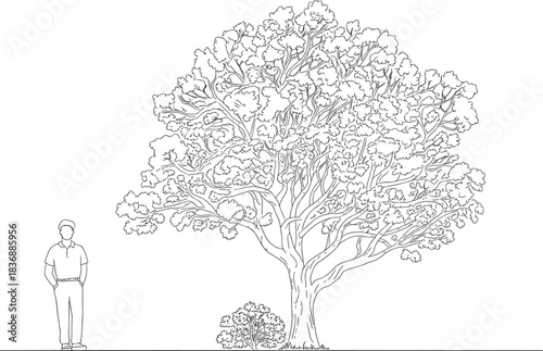 Detailed Hand-Drawn Line Art Vector Illustration of a Mature Deciduous Tree with a Person Standing Nearby, Used for Landscape Planning and Architectural Rendering.