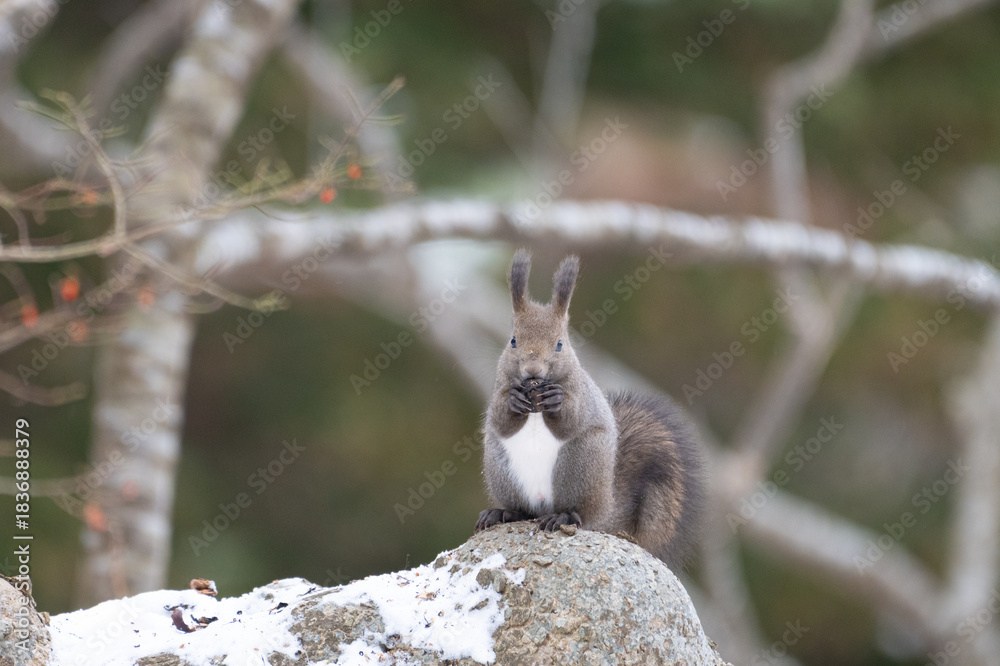 Obraz premium ezo squirrel, Hokkaido, Japan
