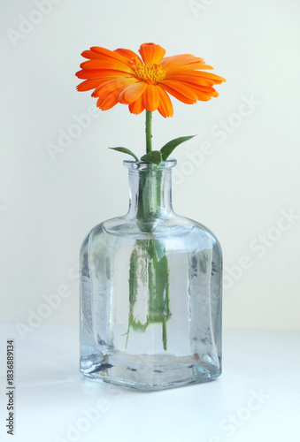 Still life with a calendula flower, also known as marigold in the small glass vase on a light background in high key style