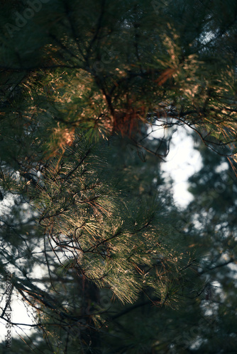Pine needles illuminated by the setting sun