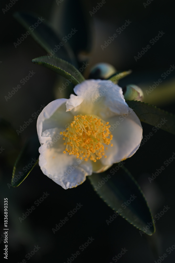 Obraz premium Camellias under the setting sun