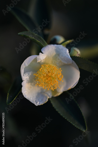 Camellias under the setting sun